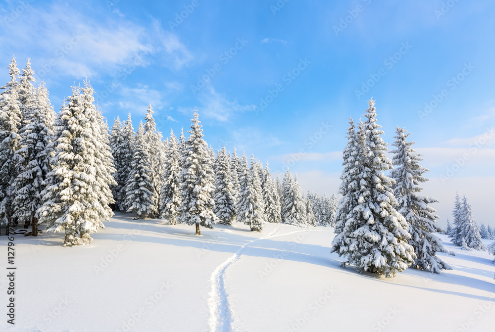 Naklejka premium The path leads to the snowy forest.