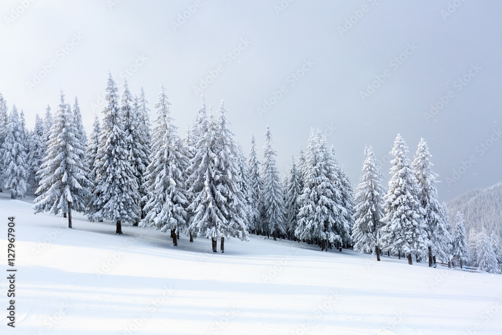 The trees under snow are on the lawn.