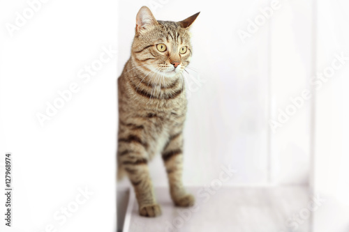 Fototapeta Naklejka Na Ścianę i Meble -  Tabby cat on light background