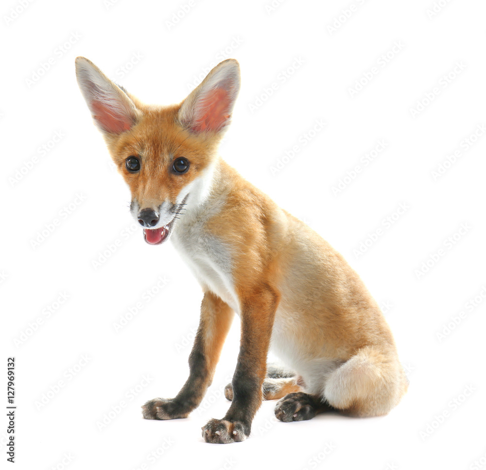 Fototapeta premium Little fox cub sitting isolated on white