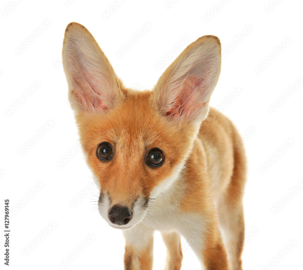 Fototapeta premium Portrait of cute little fox cub isolated on white