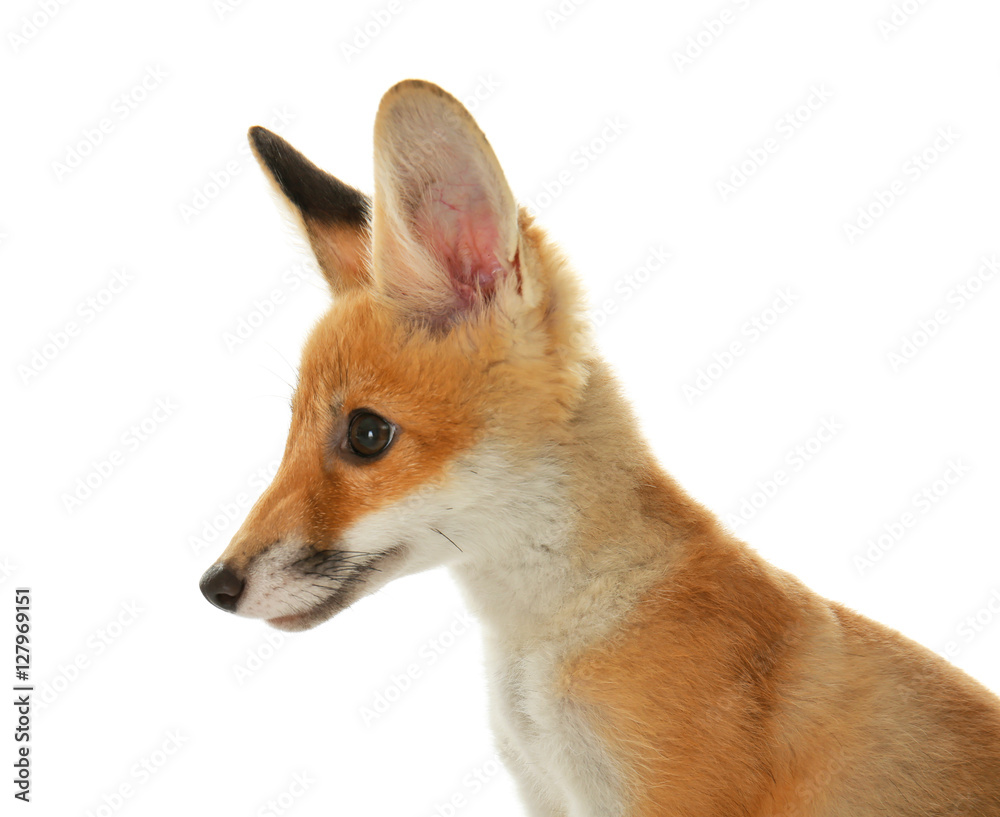 Fototapeta premium Portrait of cute little fox cub isolated on white