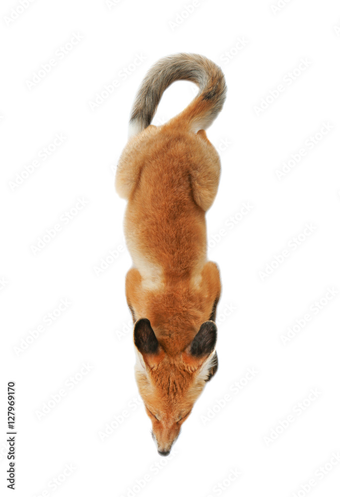 Obraz premium Beautiful fox cub lying isolated on white