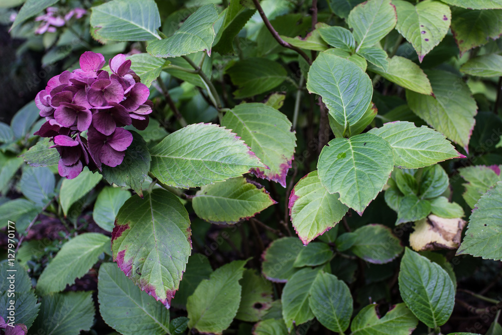 Hortensie Hortensie