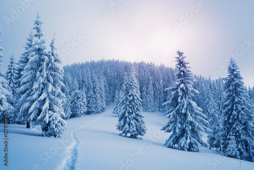 Winter landscape with footpath in the snow
