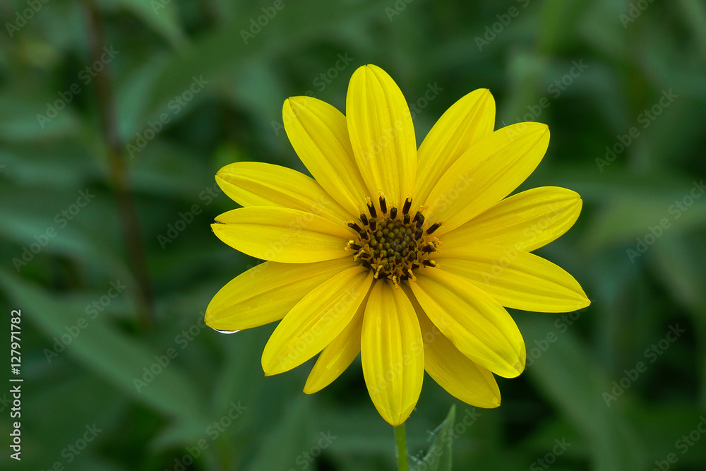 topinambur (Helianthus tuberosus) - fioritura topinambur (Helianthus tuberosus) - fioritura