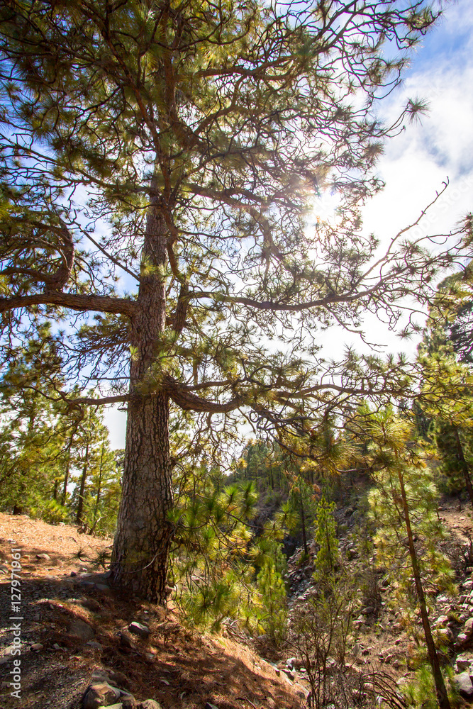 Canarian pines Canarian pines