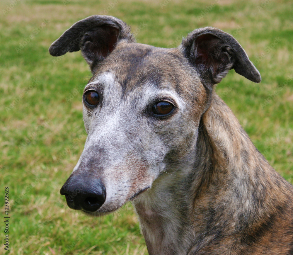Greyhound Greyhound