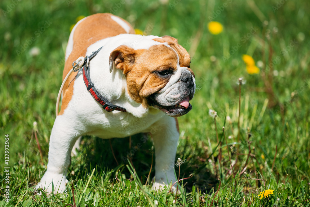 White and Red English Bulldog Dog In Green Grass Outdoor White and Red English Bulldog Dog In Green Grass Outdoor