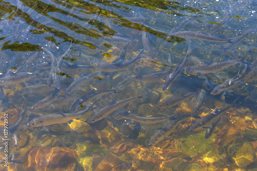 spawning alewives