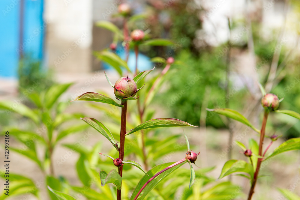 Peony bush with lots of purple peonies. Gardening. Care and breeding of peony. Peony bush with lots of purple peonies. Gardening. Care and breeding of peony.