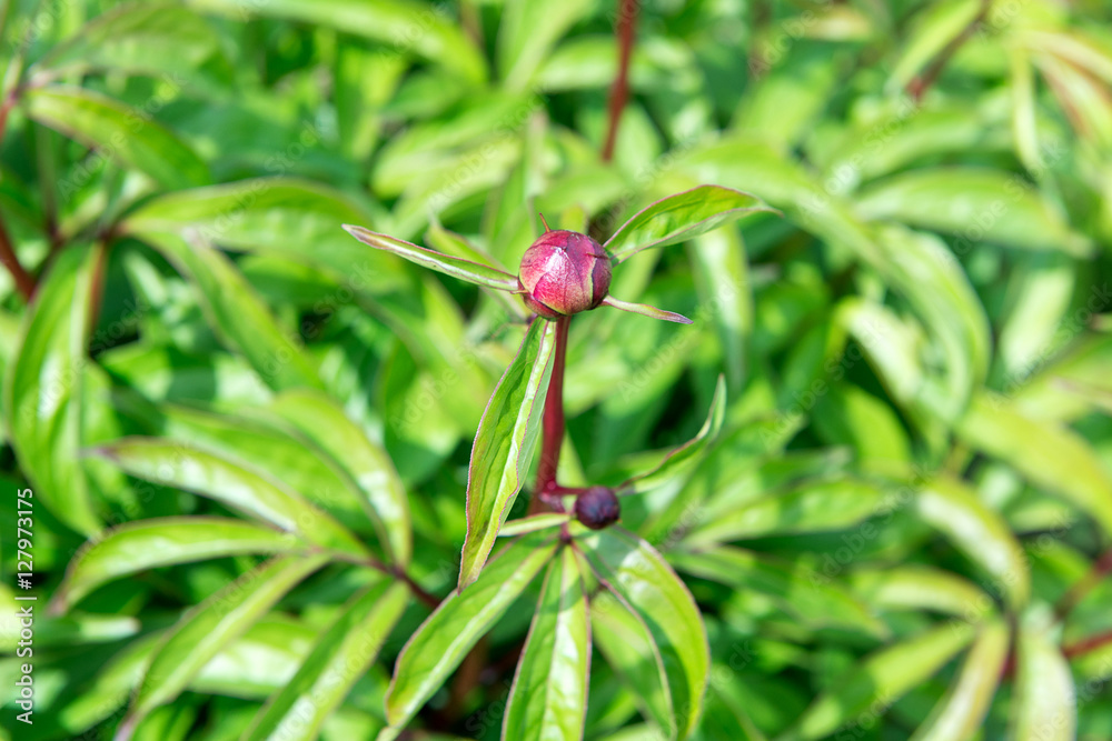 Peony bush with lots of purple peonies. Gardening. Care and breeding of peony. Peony bush with lots of purple peonies. Gardening. Care and breeding of peony.