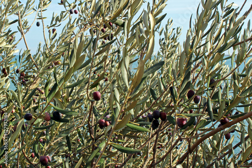 Olivo (Olea europaea) junto al mar mediterraneo photo