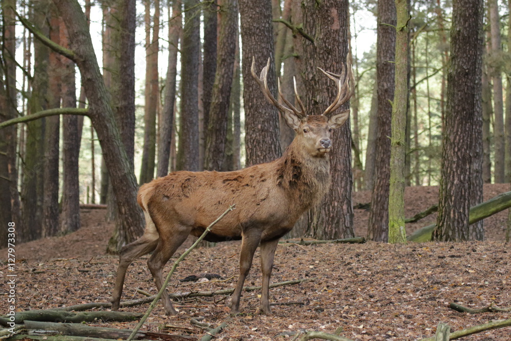 Obraz premium Hirsch