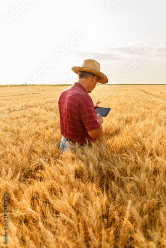 Back view of senior farmer standing in a wheat field with a tablet and examining crop.