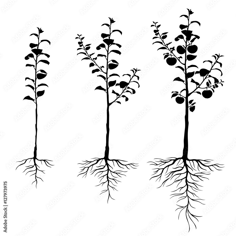 Fototapeta premium Seedling apple trees with roots set