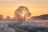 Christmas background with rising sun and white grass