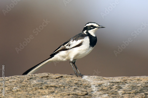 The African pied wagtail (Motacilla aguimp) sitting on the stone photo