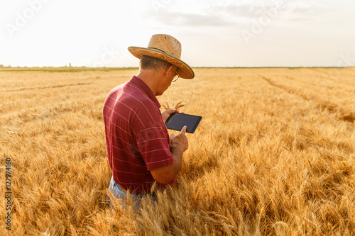 Back view of senior farmer standing in a wheat field with a tablet and examining crop. © Zoran Zeremski