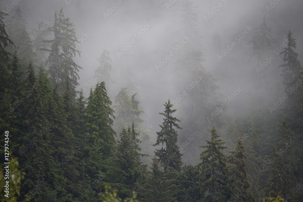 Fog and Temperature Rainforest, Alaska