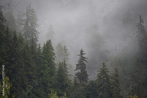 Fototapeta Naklejka Na Ścianę i Meble -  Fog and Temperature Rainforest, Alaska