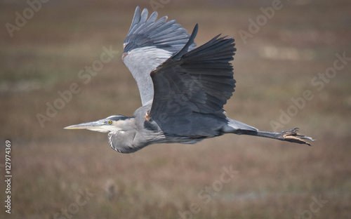 Great Blue Heron in Flight, Moss Landing