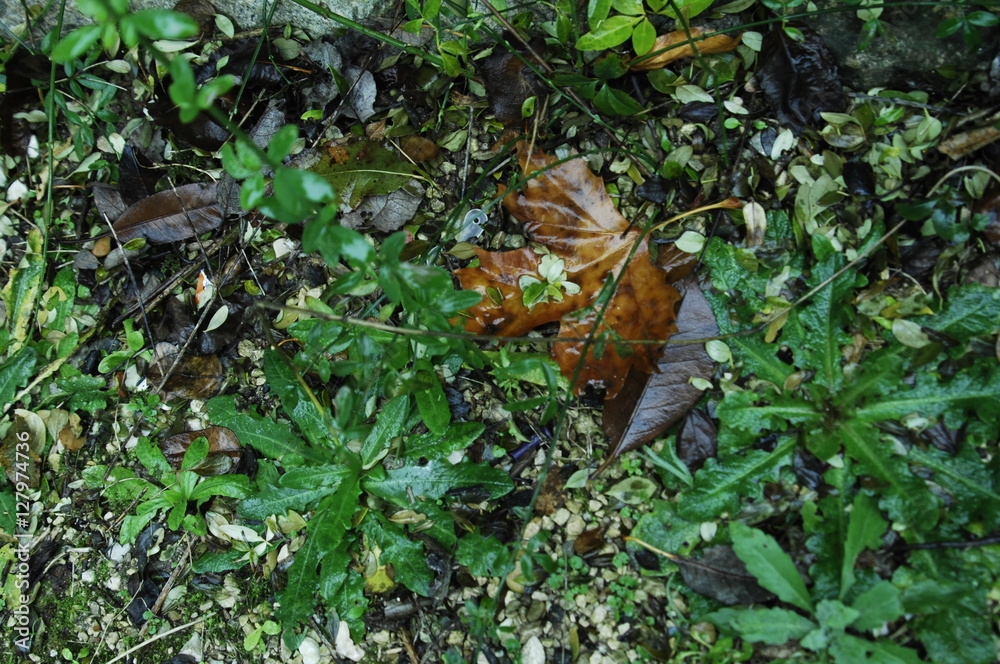 feuille morte sous la pluie feuille morte sous la pluie