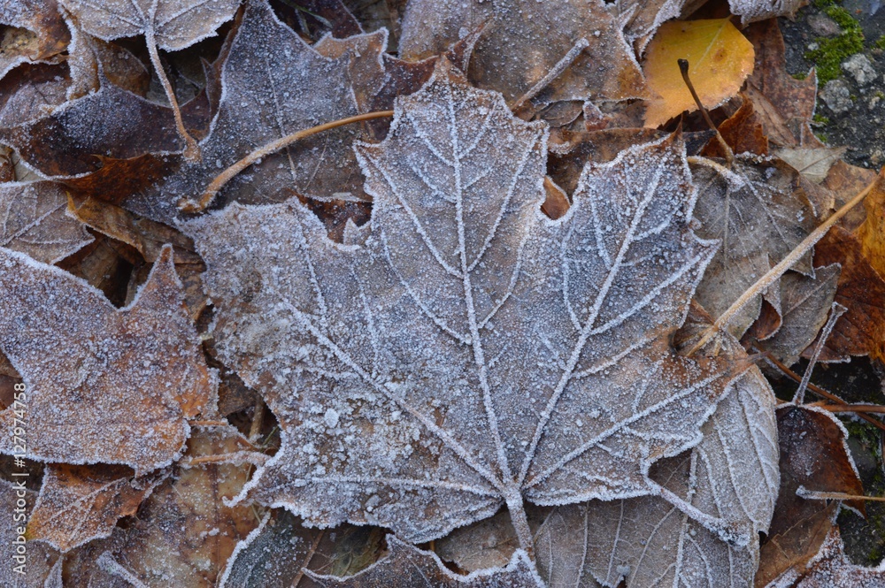 First frosts and frozen autumn maple leaves on ground