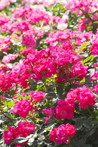 薔薇