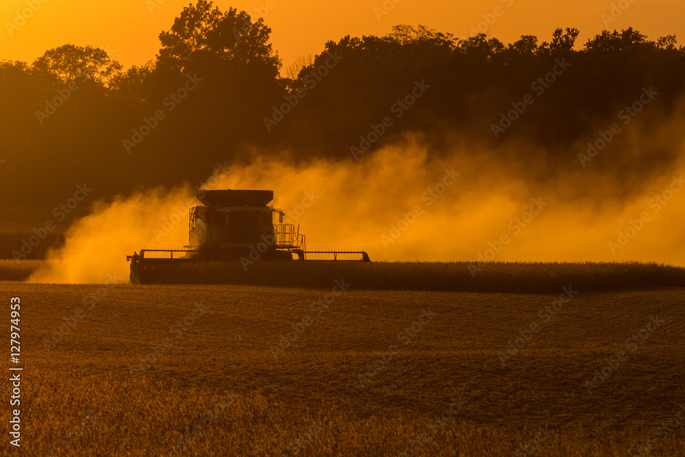 Fototapeta premium Soybean Harvest