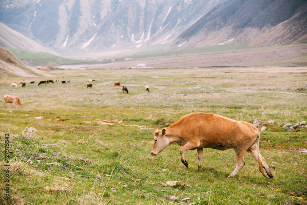 Red Cow Grazing On A Green Mountain Slope In Spring In Mountains