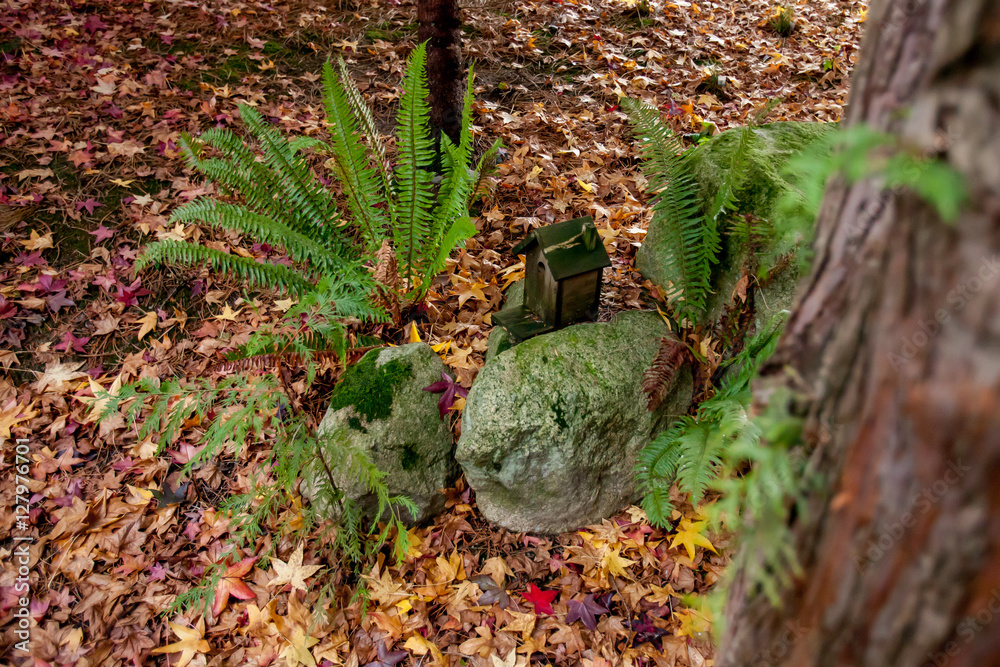 Rural forest glen on a cloudy fall day Rural forest glen on a cloudy fall day
