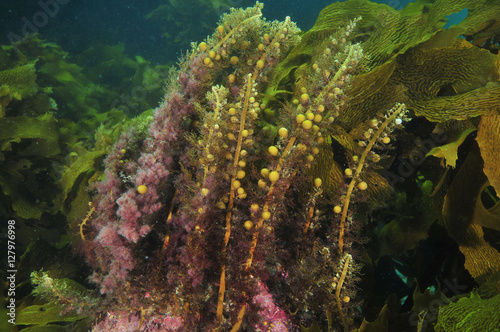 Various sea weeds habitat in temperate southern Pacific ocean.