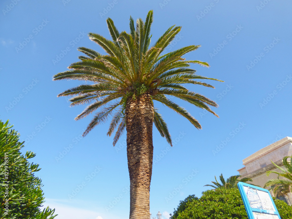 Obraz premium Palm trees