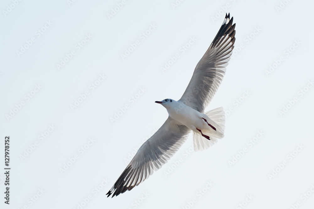 Obraz premium flying seagull