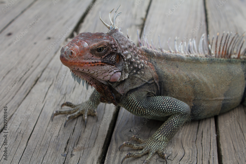 Obraz premium Iguana