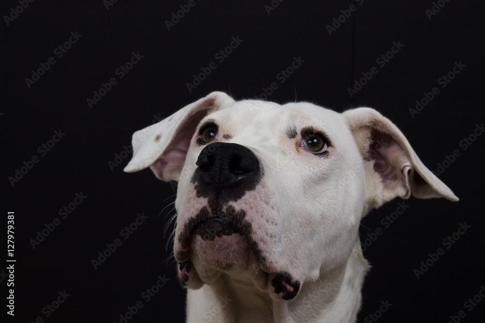Dog/Maya Dog/Maya