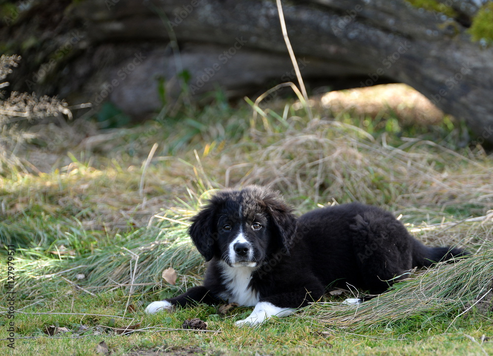 call me, cute puppy lying in the gras and waiting for a command call me, cute puppy lying in the gras and waiting for a command