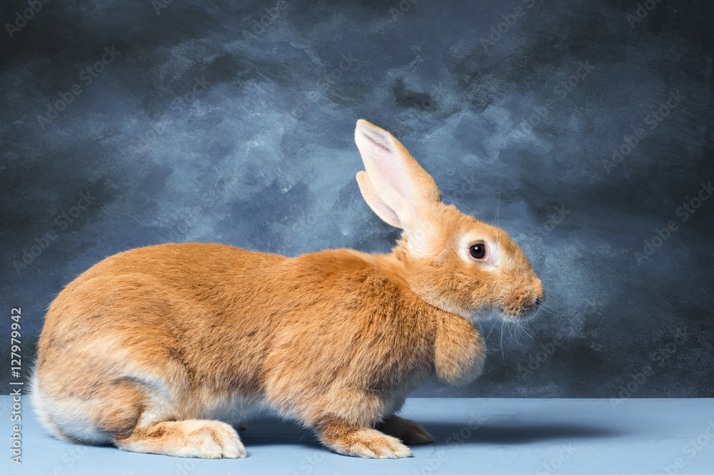 Fototapeta premium Flemish Giant Rabbit
