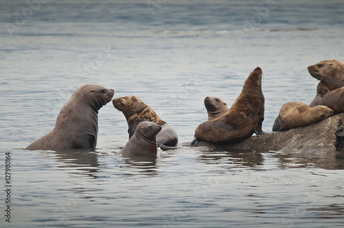 Steller Sea Lions, Glacier Bay, Alaska