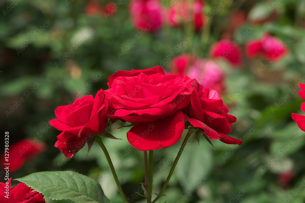 薔薇 薔薇