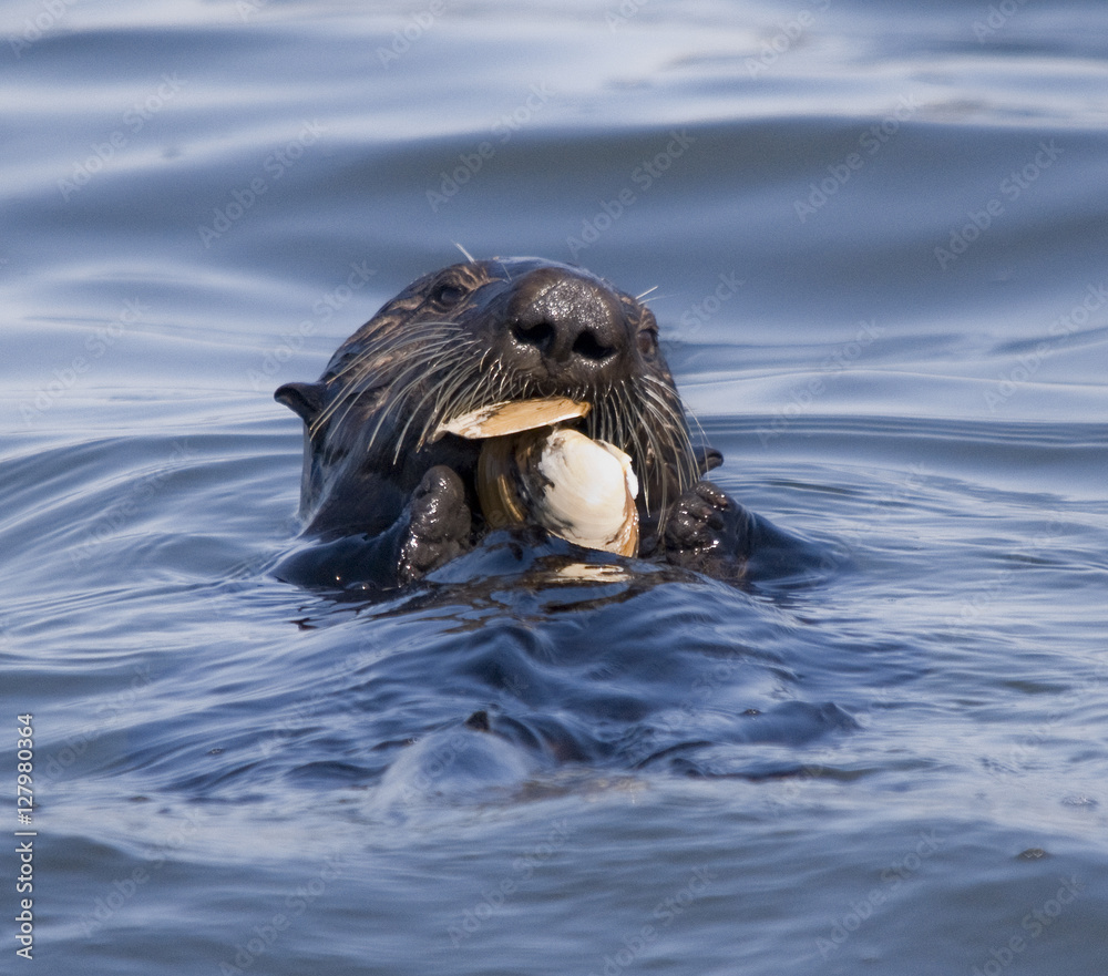 Fototapeta premium Sea Otter Eating Clam, Moss Landing