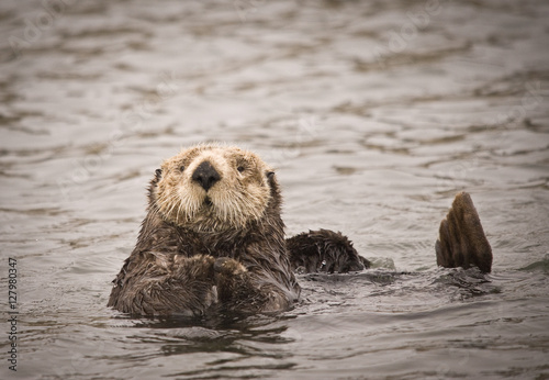 Cute Sea Otter, Moss Landing © Betty Sederquist