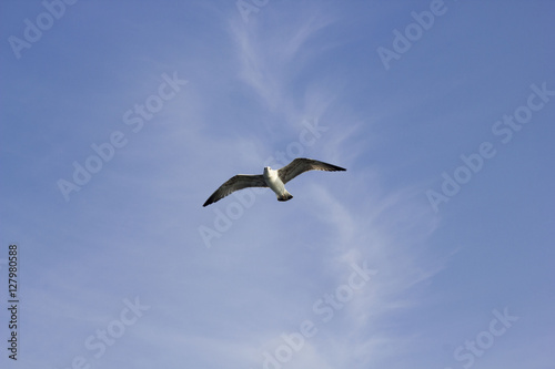 Seagull © ahmetcagan