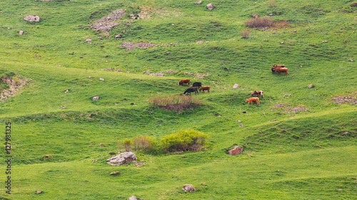 Red Cow Grazing On A Green Mountain Slope In Spring In Mountains