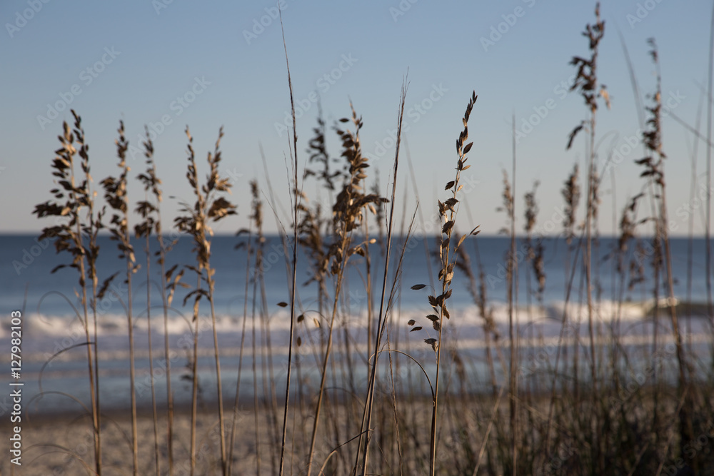 Beach Grass Beach Grass