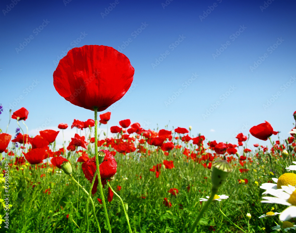 Fototapeta premium Summer wildflowers