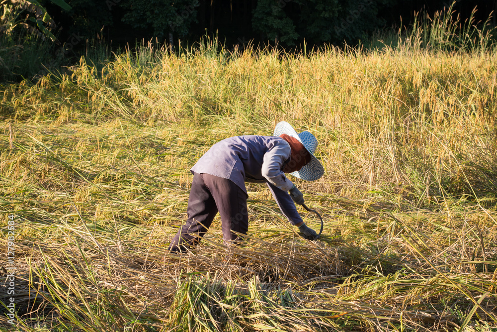 farmers harvesting rice in rice field in Thailand.. farmers harvesting rice in rice field in Thailand..