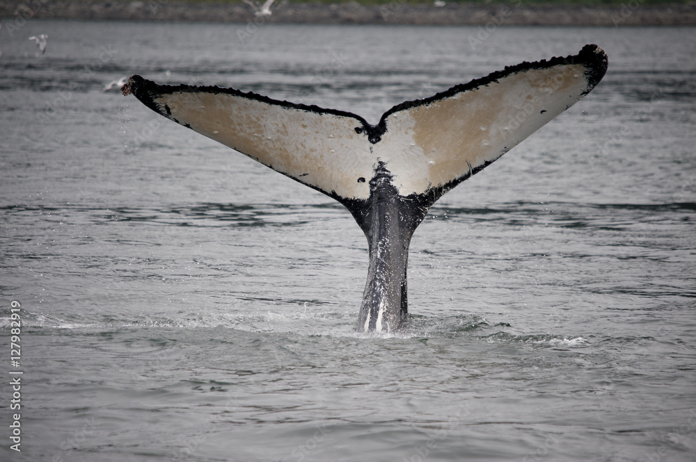 Fototapeta premium White Whale Fluke