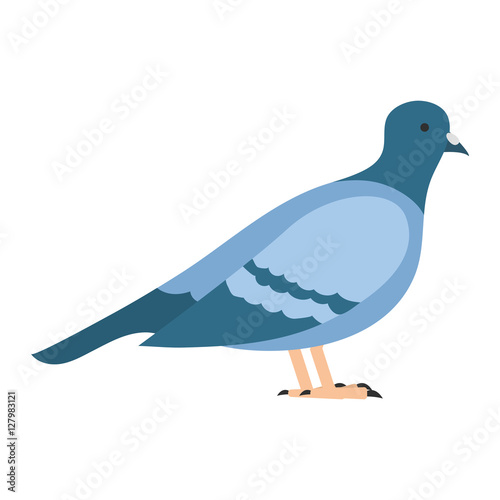 flat bird isolated on white background, beautiful vector illustration